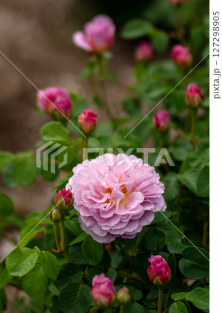 五月のバラ、ユーステイシアヴァイ 五月のバラ、ユーステイシアヴァイ 127298905