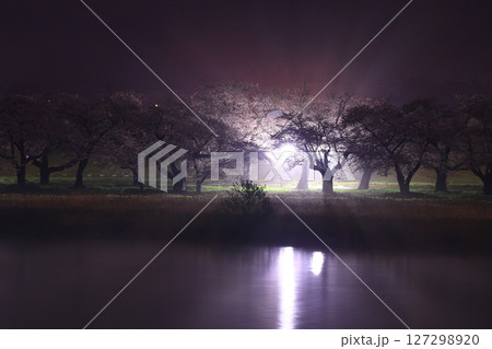 水面に映る夜桜 水面に映る夜桜 127298920