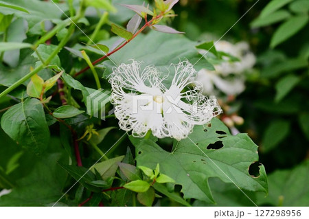 カラスウリの花 127298956