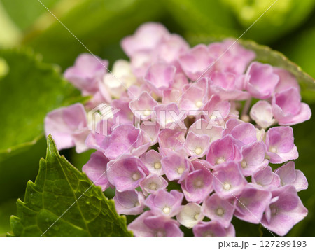 雨に濡れたピンクの紫陽花 127299193
