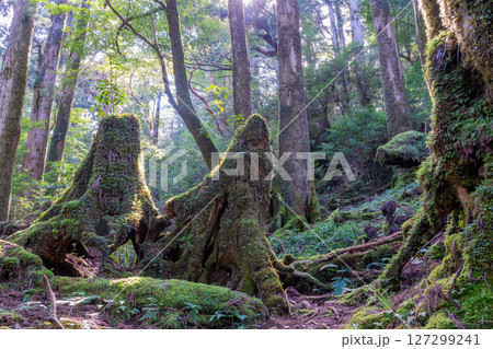 屋久島ヤクスギランド　木漏れ日と屋久杉の森(10月 127299241