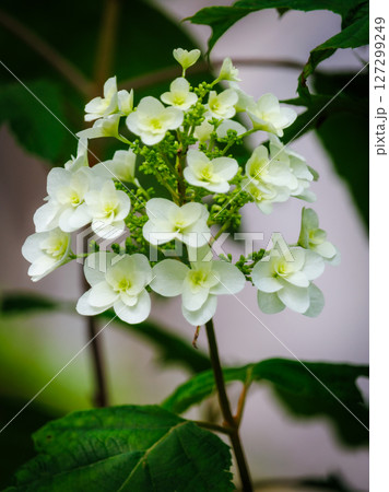 白い紫陽花の花 127299249