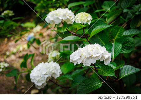 白い紫陽花の花 白い紫陽花の花 127299251