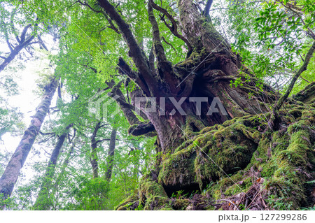 屋久島国立公園　苔が日本一きれいな森(10月 127299286