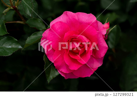 五月のバラ、ローズうらら 五月のバラ、ローズうらら 127299321