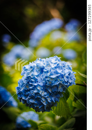 青い紫陽花 127299365