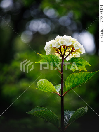 白い紫陽花の花 127299371