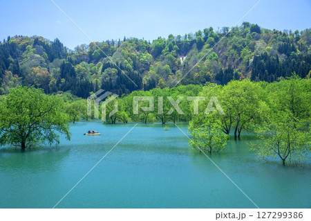 白川ダム湖水没林 白川ダム湖水没林 127299386