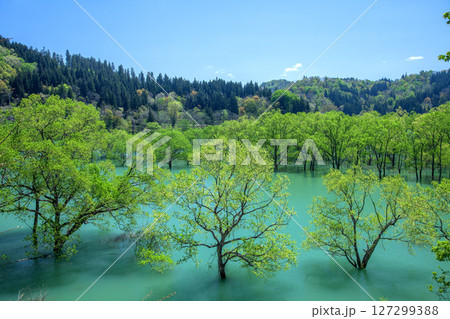 白川ダム湖水没林 127299388