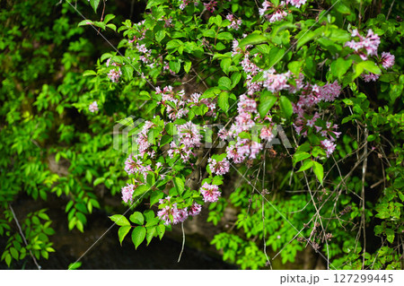 里山の山野草 里山の山野草 127299445