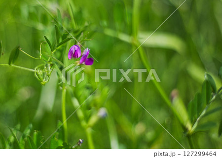 里山の山野草 127299464