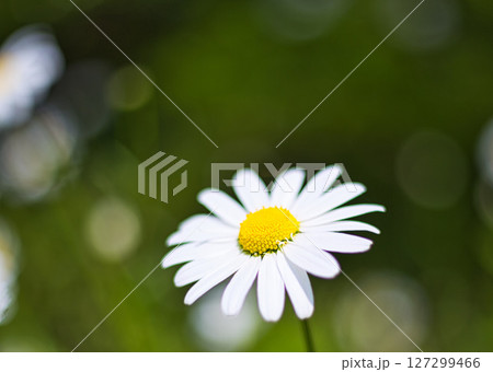 里山の山野草 127299466