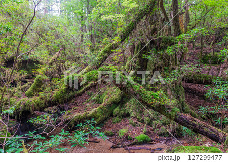 屋久島国立公園ヤクスギランド　苔むす沢(11月 127299477