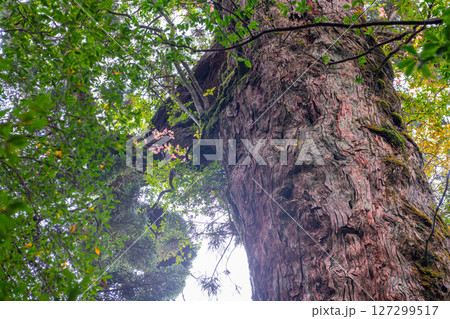 屋久島ヤクスギランド　木肌がきれいな屋久杉(11月 127299517
