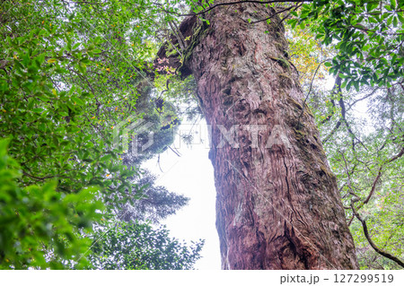 屋久島ヤクスギランド　木肌がきれいな屋久杉(11月 127299519