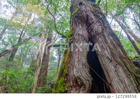 屋久島国立公園ヤクスギランド　霧と屋久杉(11月 127299558