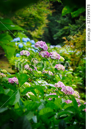 梅雨の晴れ間に咲く紫陽花 127299578
