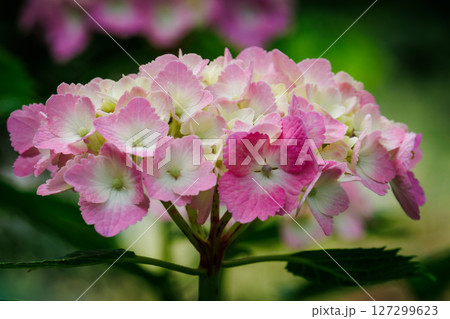 ピンク色の紫陽花が綺麗 ピンク色の紫陽花が綺麗 127299623