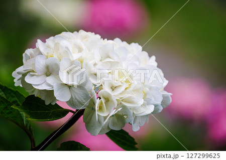 白い紫陽花 127299625