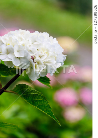 白い紫陽花 127299626