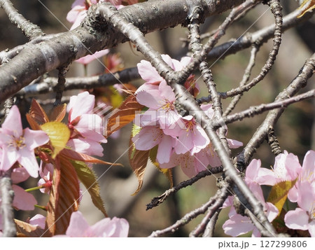 満開の桜 127299806