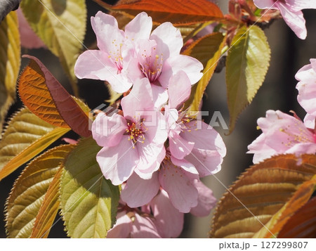 満開の桜 127299807