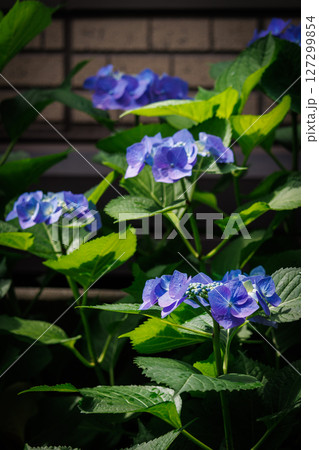 青い紫陽花 127299854