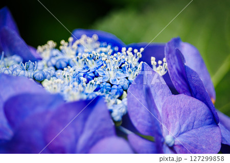 青い紫陽花 127299858