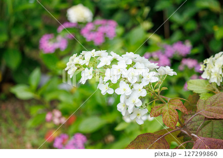白い紫陽花 127299860