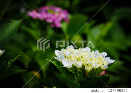 白い紫陽花 127299862
