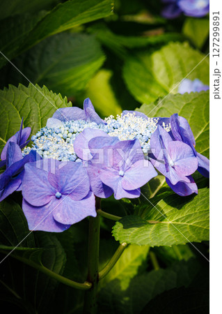 青いガクアジサイ 青いガクアジサイ 127299891