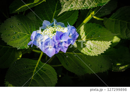 青い紫陽花 127299898