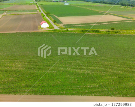 初夏の北海道函館市でジャガイモ畑の風景を空撮 127299988
