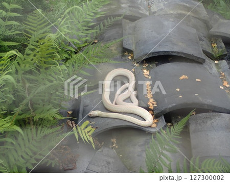 山口県岩国市にあり天然記念物の白蛇を御祭神の使いとして祀っており、白蛇資料館が併設されている白蛇神社 127300002