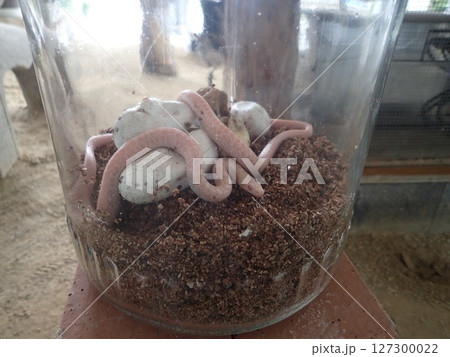 山口県岩国市にあり天然記念物の白蛇を御祭神の使いとして祀っており、白蛇資料館が併設されている白蛇神社 127300022