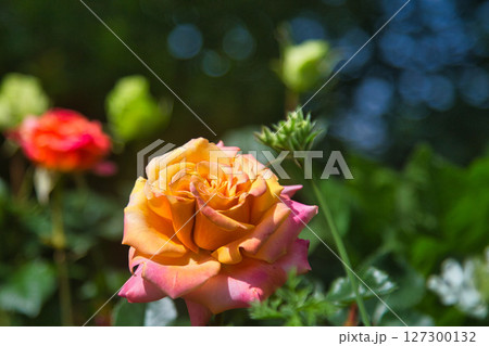 満開のバラ園 127300132