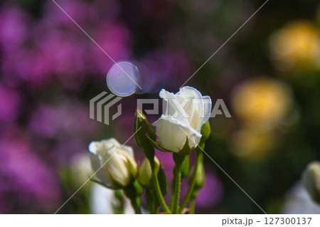 満開のバラ園 満開のバラ園 127300137