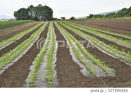 初夏の北海道函館市でトウモロコシ畑の風景を撮影 初夏の北海道函館市でトウモロコシ畑の風景を撮影 127300268