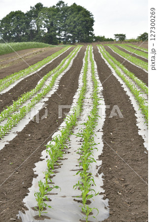 初夏の北海道函館市でトウモロコシ畑の風景を撮影 127300269