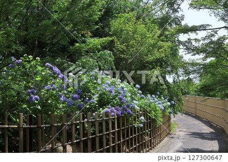 竹林のジサイが咲く風景 竹林のジサイが咲く風景 127300647
