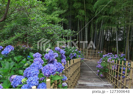竹林のジサイが咲く風景 竹林のジサイが咲く風景 127300648