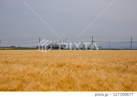 麦秋とえちぜん鉄道三国芦原線 127300677