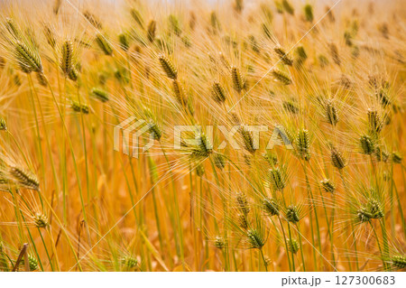 麦秋とえちぜん鉄道三国芦原線 127300683