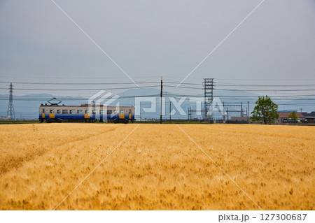 麦秋とえちぜん鉄道三国芦原線 127300687