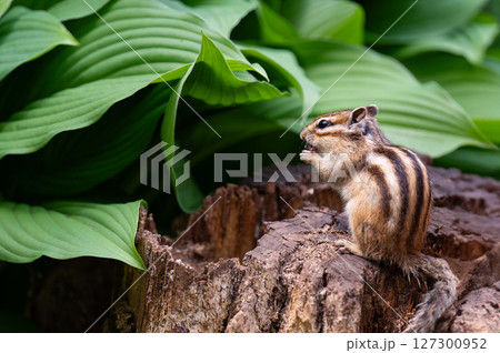 かわいいシマリス  127300952