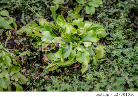 Venus flytrap growing in the nature. The Venus flytrap gets some of its nutrients from the soil, but to supplement its diet, the plant eats insects and arachnids. 127301016