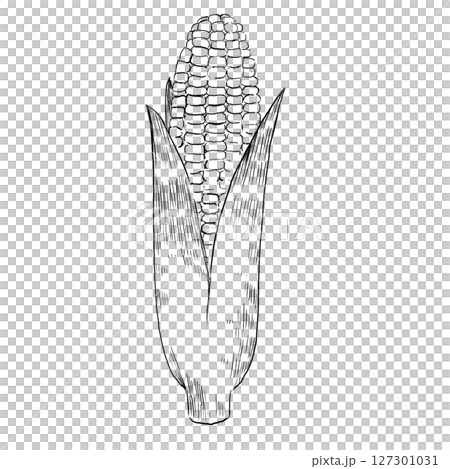Line drawing illustration of corn with husk 127301031