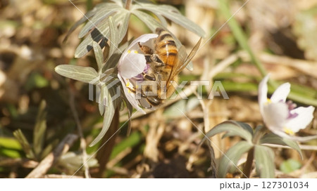 節分草の蜜を吸うセイヨウミツバチ 節分草の蜜を吸うセイヨウミツバチ 127301034