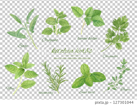 Watercolor kitchen herb leaves cartoon set 127301044