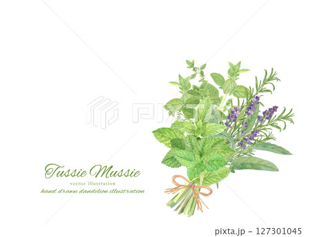 水彩で描いたハーブのブーケのイラスト素材 127301045